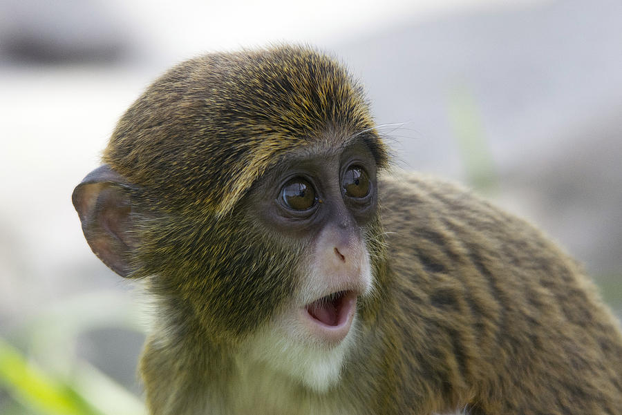 De Brazzas Monkey Infant Photograph by Gareth Parkes