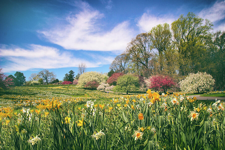 April on Daffodil Hill Photograph by Jessica Jenney