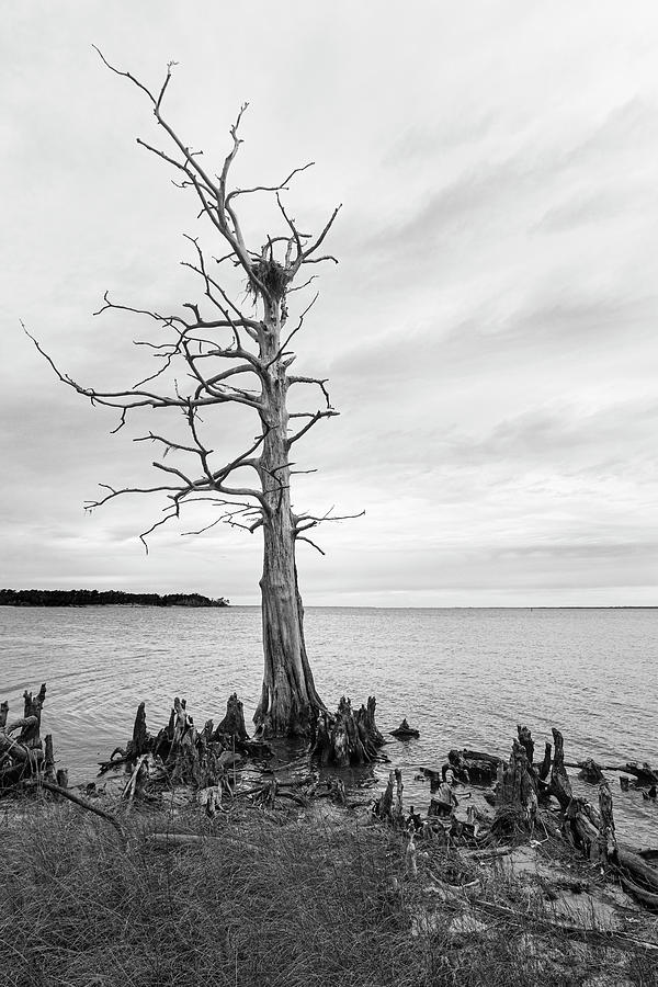 Dead Bald Cypress with Osprey Nest on the Neuse River Photograph by Bob Decker