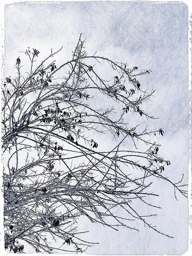 Dead Branches Digital Art by Kathleen Boyles
