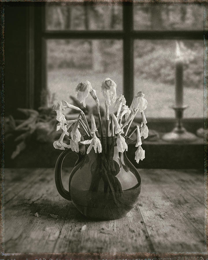 Dead Daffodils Photograph