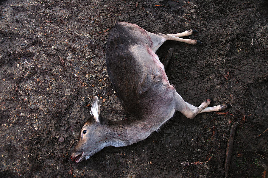 Dead deer on muddy track Photograph by AndrewMHowarth