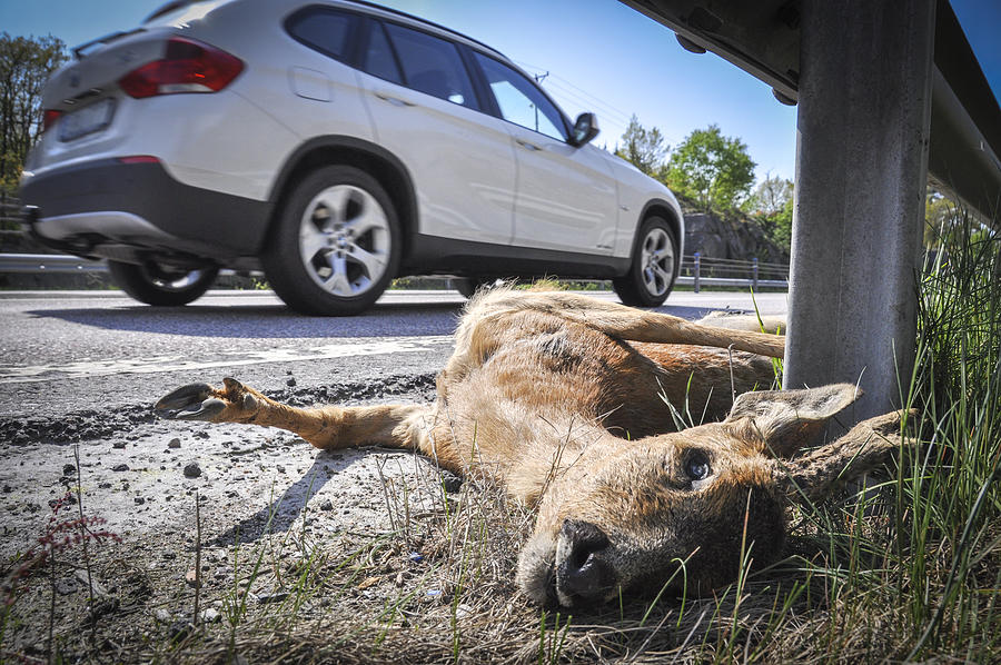 Dead deer on side of road, close-up Photograph by Johner Images