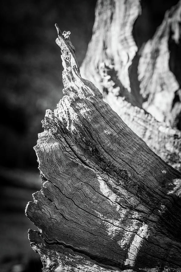 Abstract Photograph - Dead fallen trees that are on the ground in pieces by David Ridley