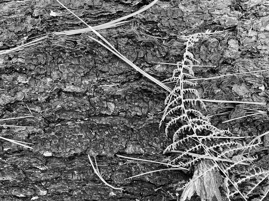 Hiking Trail Photograph - Dead Fern Red Line Hiking Trail 1 BW 122723 by Mary Bedy