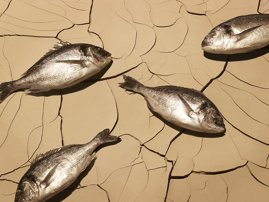Dead fish laying on cracked mud Photograph by Adam Gault