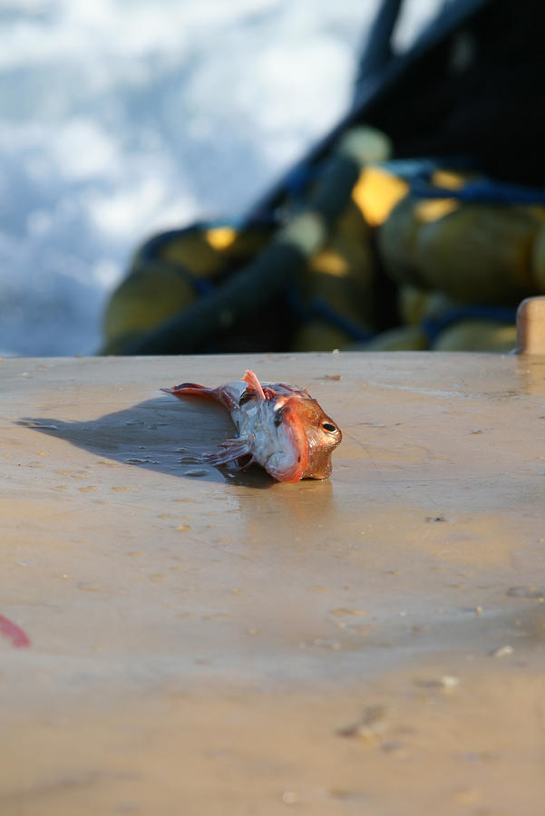 Dead fish on beach Photograph by @dbt228
