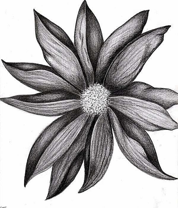 Dead Flower Drawing by Jenn Fisher - Fine Art America