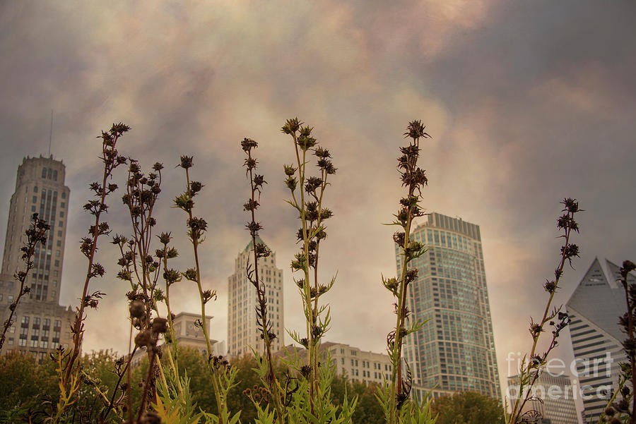 Dead flowers and Chicago skyline Photograph by Juli Scalzi