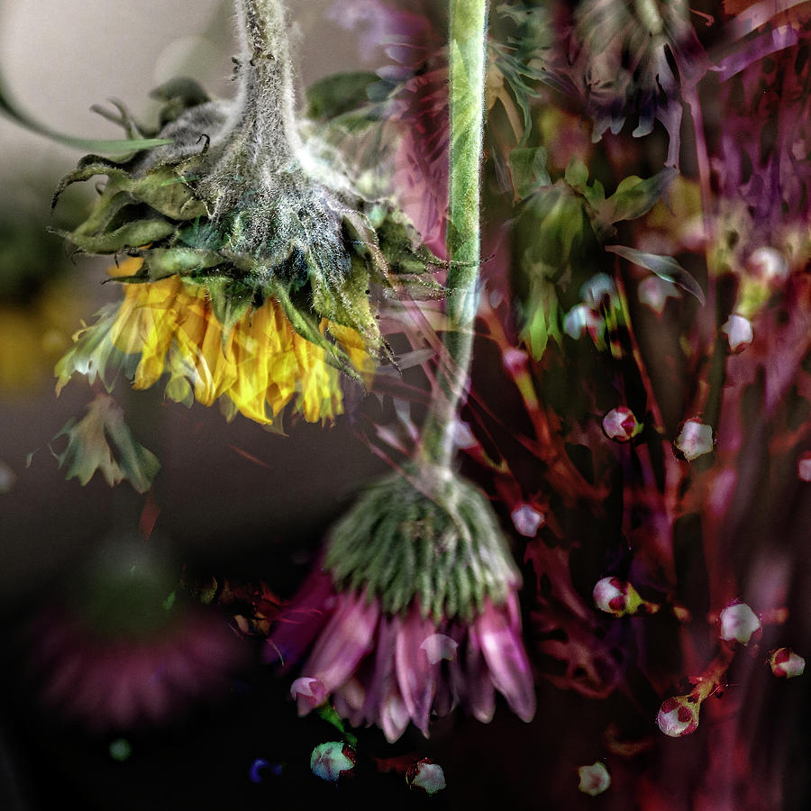 Dead Flowers in a Vase Photograph by Sheryl Karas
