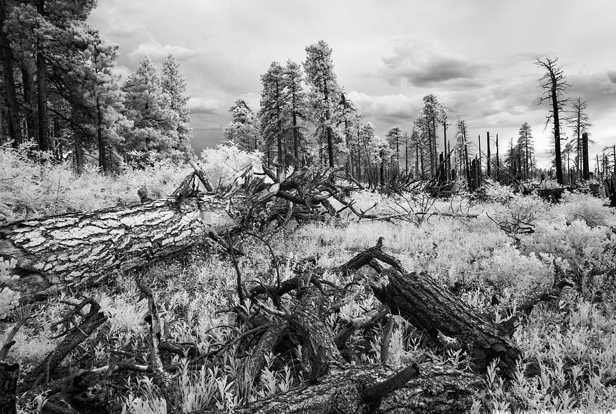 Dead Forest, Grand Canyon, North Rim Photograph by Eugene Nikiforov