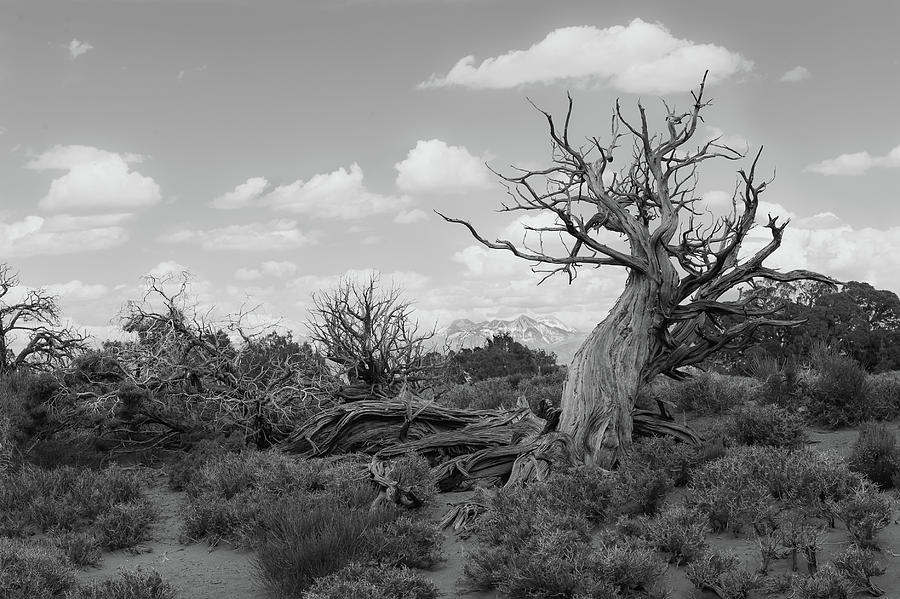 Dead In The Desert Photograph by Ed Taylor - Fine Art America