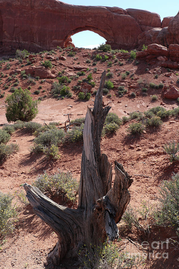 Arches National Park Photograph - Dead Juniper At South Window  by Christiane Schulze Art And Photography