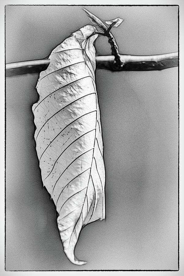 Dead Leaf Hangin On in Black and White Photograph by Andrew Wilson