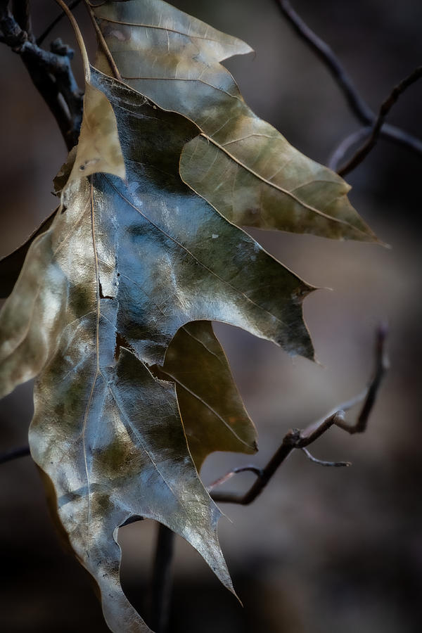 Leaf Lustre Photograph by Linda Bonaccorsi