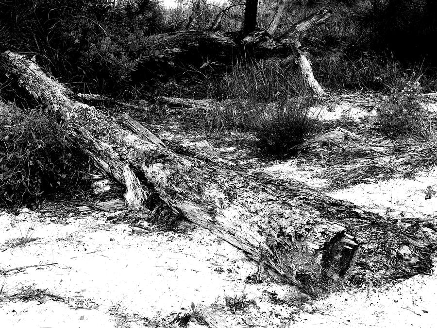 Dead Log in Bon Secour National Wildlife Refuge Photograph by James C Richardson