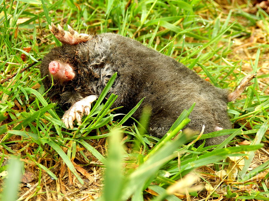 dead-mole-photograph-by-stephen-farhall-fine-art-america