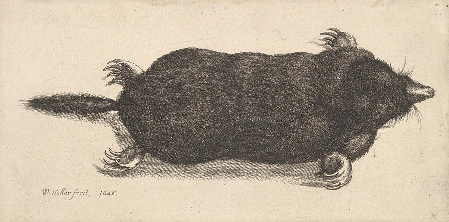 Dead Mole Relief by Wenceslaus Hollar