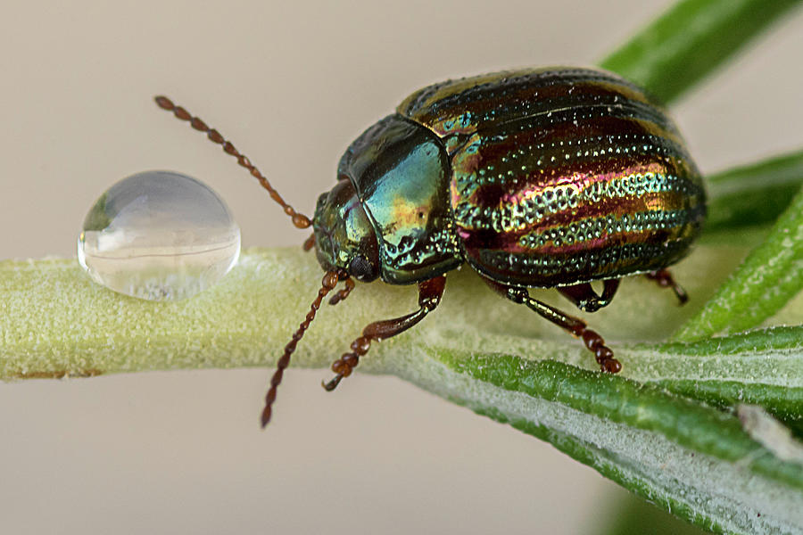 Dead Nettle Leaf Beetle Photograph by Wolfgang Stocker