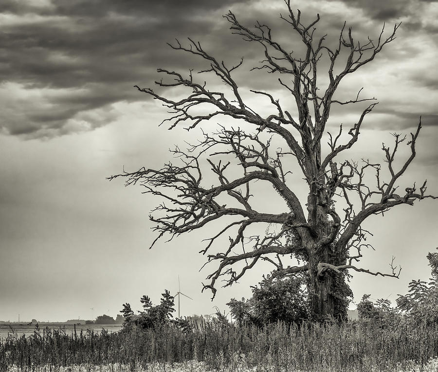Dead Oak Tree - M25 Akron, Michigan USA - Photograph by Edward Shotwell