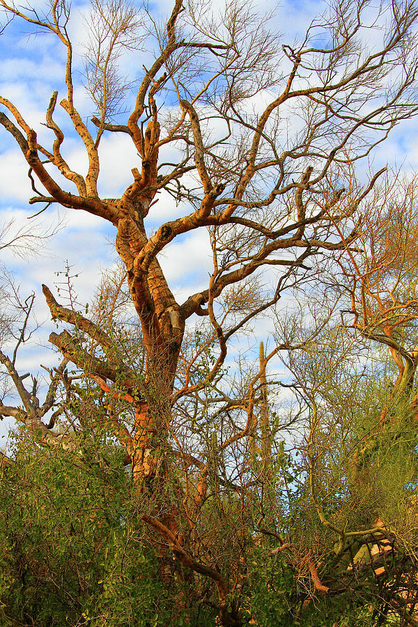 Dead Palo Verde Tree In Arizona Digital Art by Tom Janca