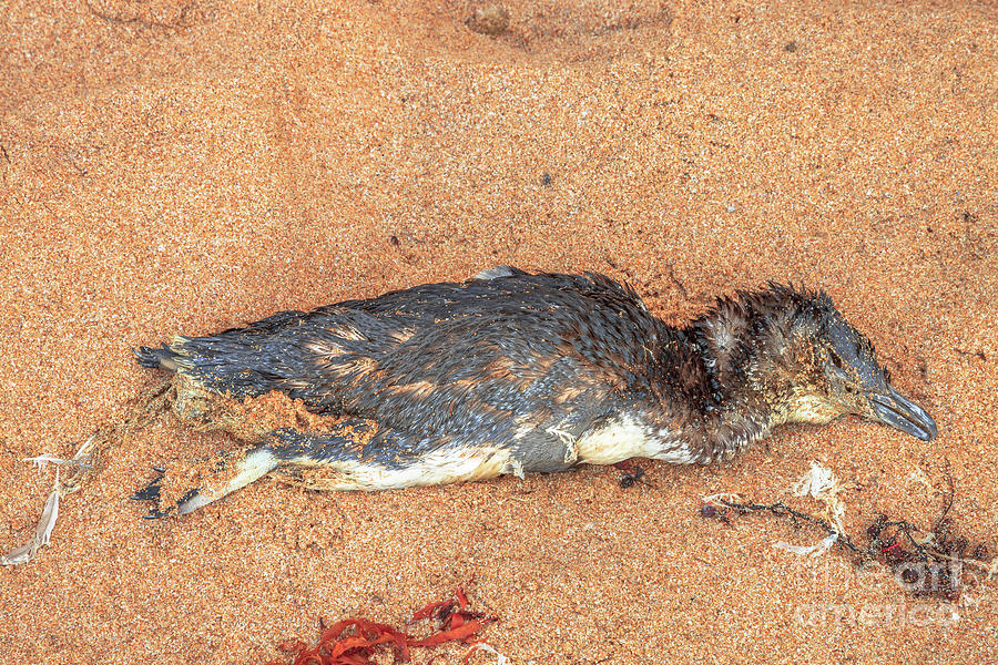 Dead Penguin on the beach Photograph by Benny Marty