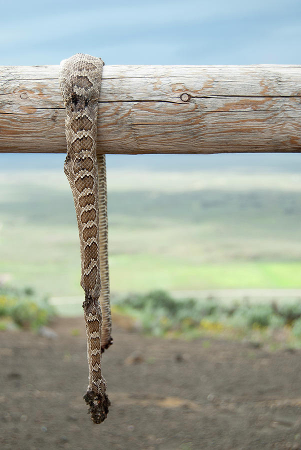 Dead Rattlesnake Photograph by Ashlee Hensley - Pixels