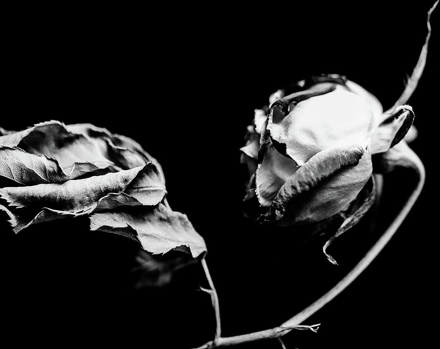 Black And White Photograph - Dead Rose by Hyuntae Kim