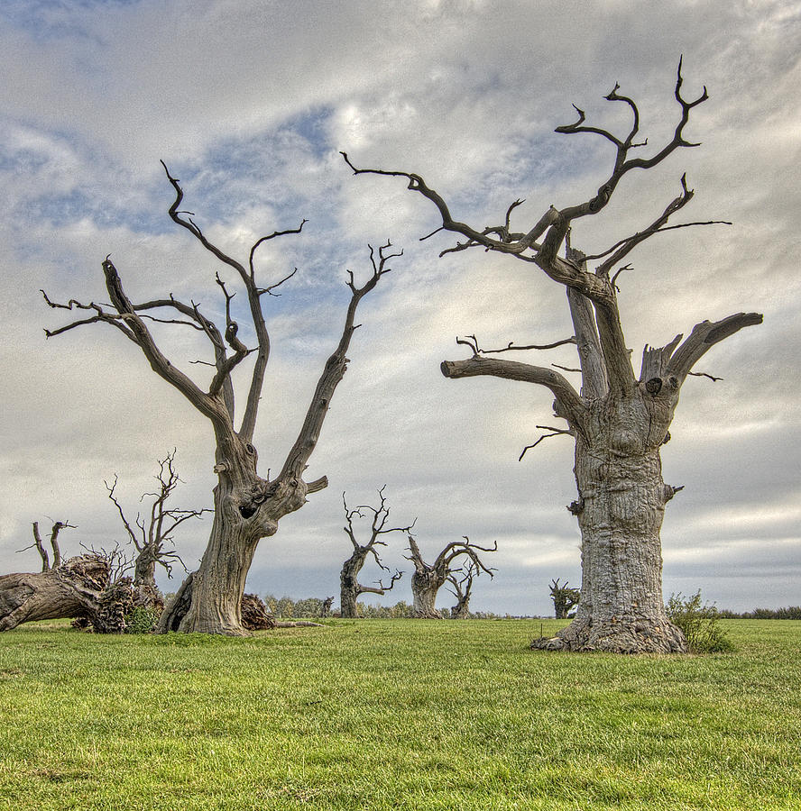 Dead Skeletal Trees in Field Photograph by Steve Stringer Photography