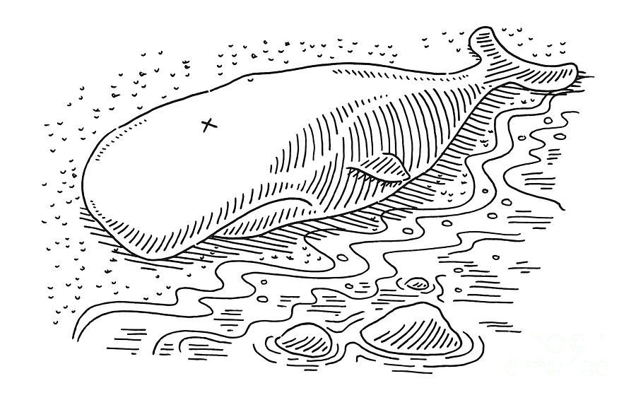 Dead Sperm Whale At Beach Drawing Drawing by Frank Ramspott - Pixels