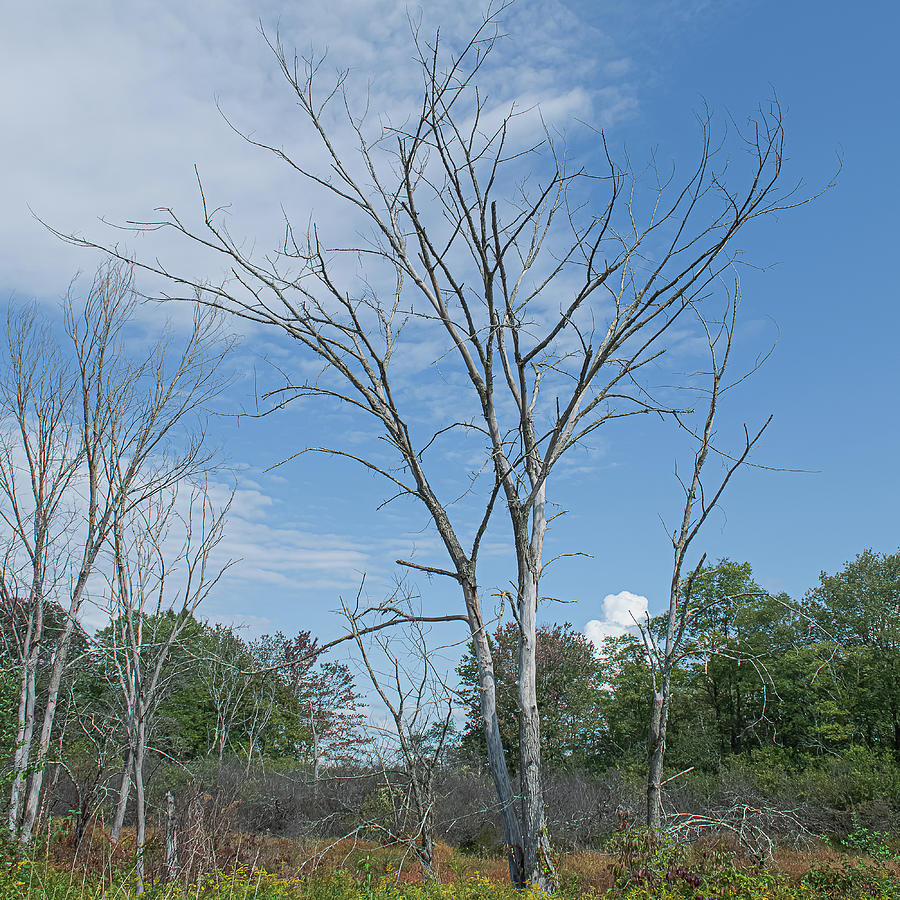 Dead Stand Photograph by Mayflower Imaging - Fine Art America