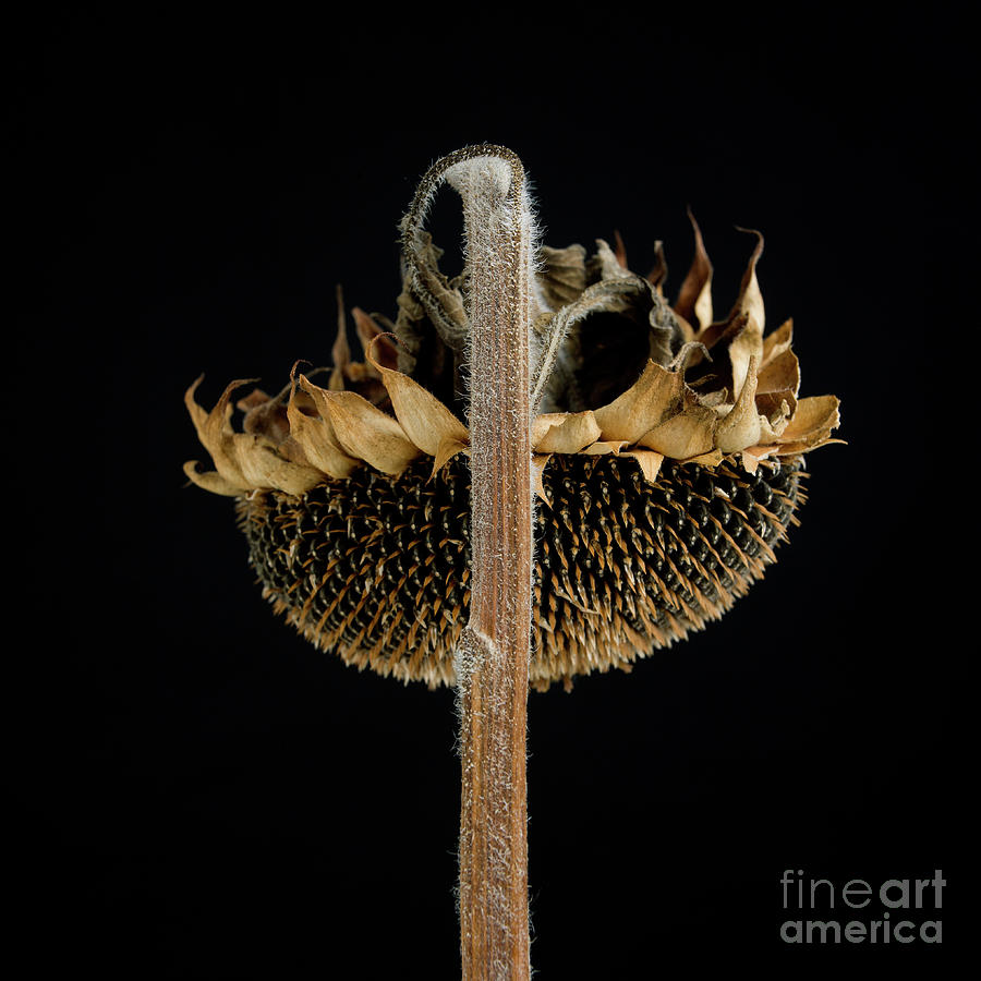 Dried rose Photograph by Bernard Jaubert - Fine Art America