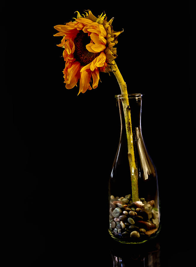 Dead Sunflower on Vase Photograph by Rob Castro