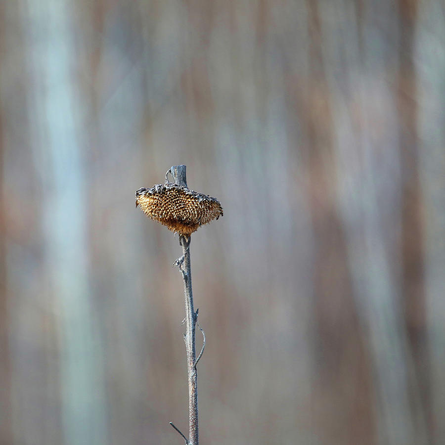 Dead Sunflower Photograph by Scott Burd