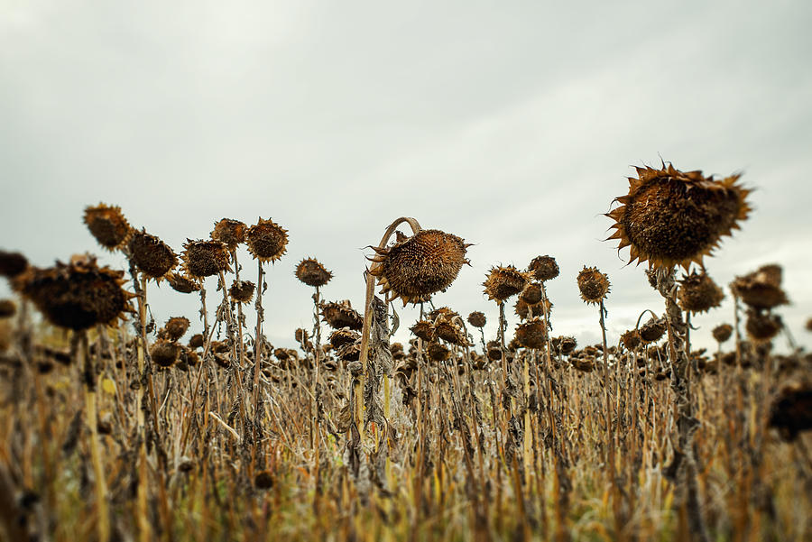 Dead sunflowers Photograph by Sean Gladwell