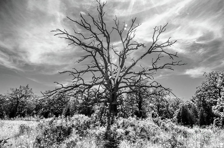 Dead Tree 2 Photograph by Elaine Berger