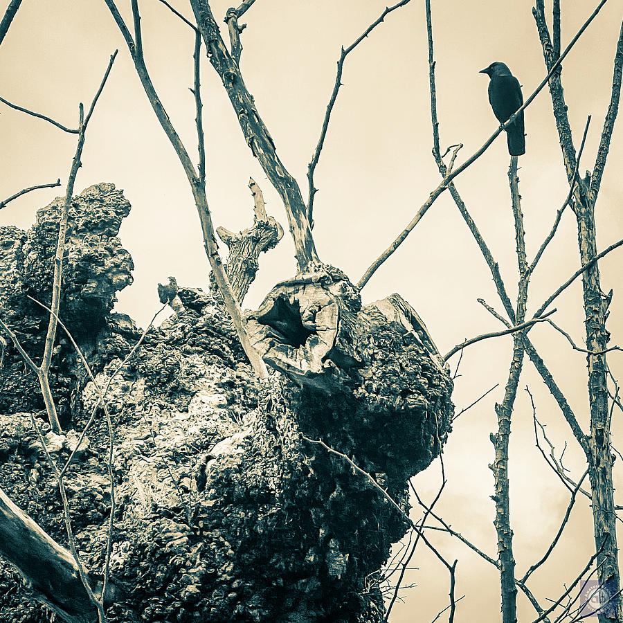 Dead tree Photograph by Anatole Beams