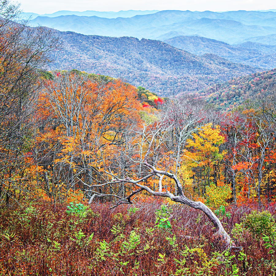 Dead Tree and Autumn Color- Blue Ridge Parkway Photograph by Bob Decker