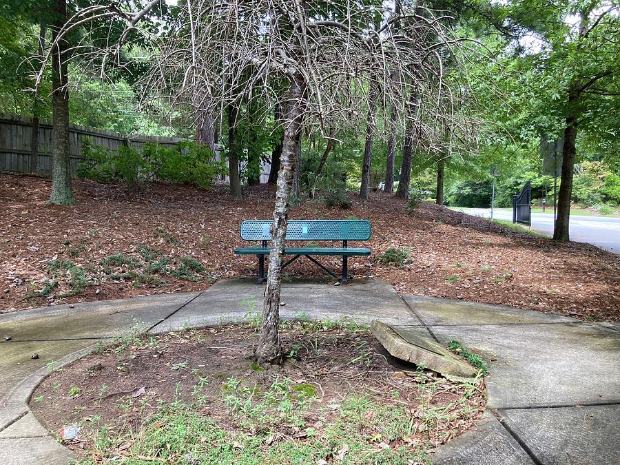 Dead Tree and Bench Photograph by Charlotte Fairchild | Fine Art America