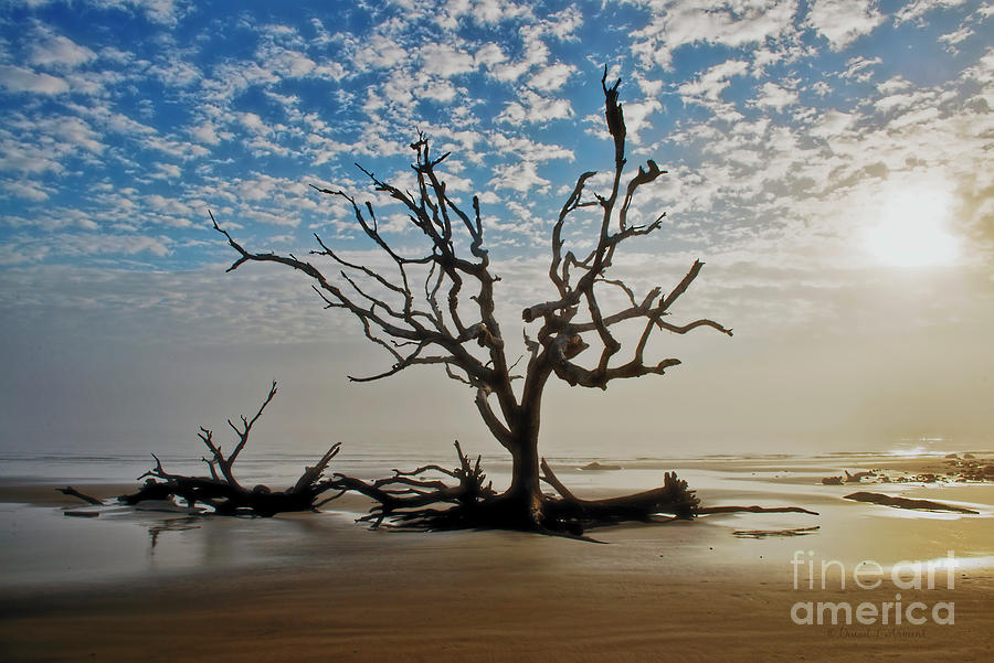 Dead Tree and Driftwood on Beach Photograph by David Arment