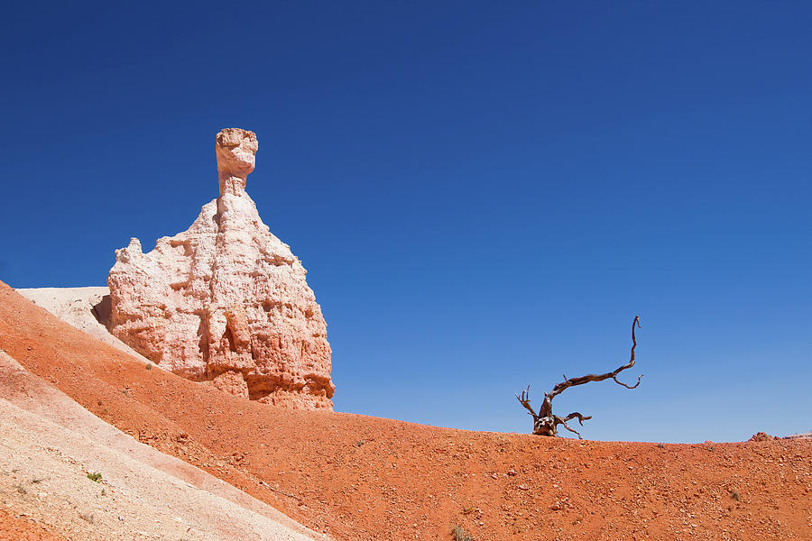 Dead tree and hoodoo in Bryce Canyon National Park Photograph by Jean-Luc Farges