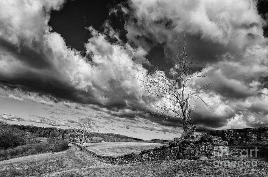Dead Tree and Stone Wall Black and White Rural Landscape Photograph Photograph by PIPA Fine Art - Simply Solid