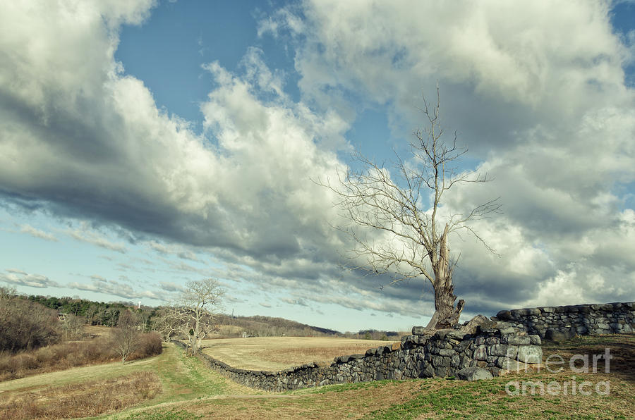 Dead Tree and Stone Wall - Split Toned Rural Landscape Photo Photograph by PIPA Fine Art - Simply Solid
