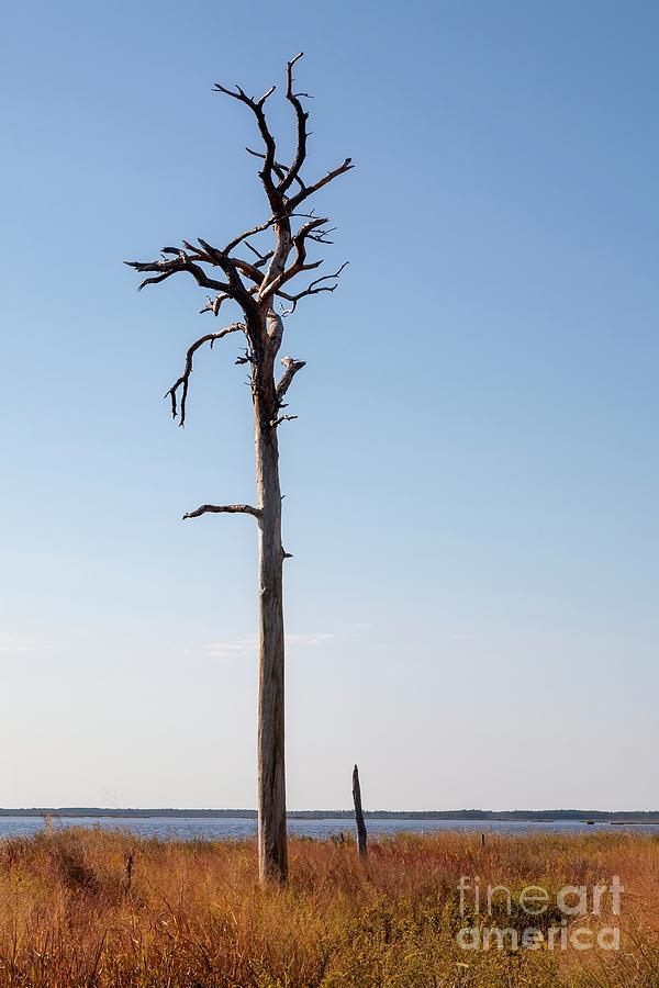 Dead tree at Blackwater Wildlife Refuge in Maryland Photograph by William Kuta
