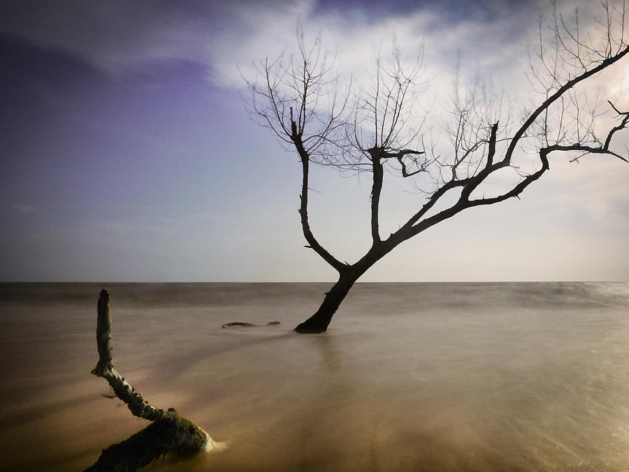 Dead tree Photograph by Bernd Schunack