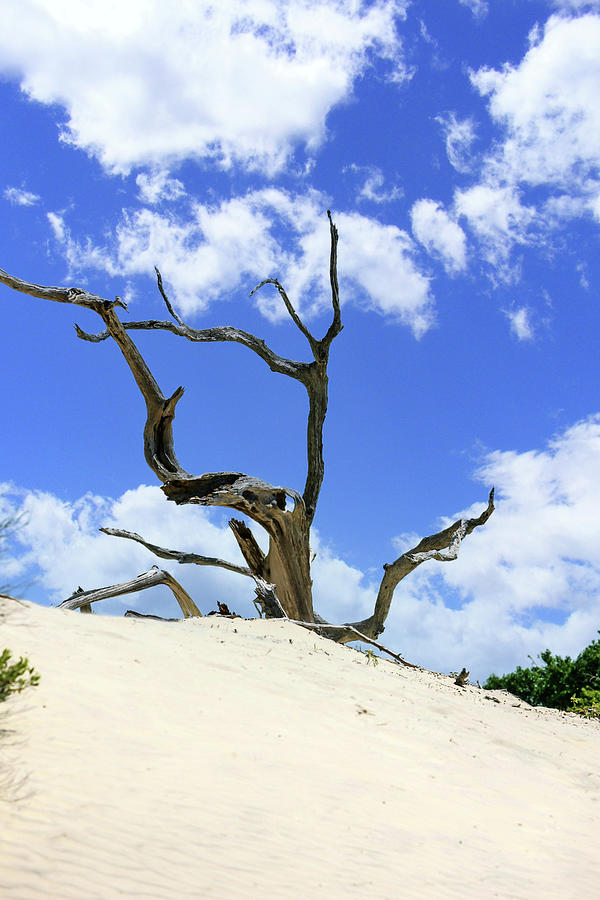 Dead tree blue sky Photograph by Chris Smith