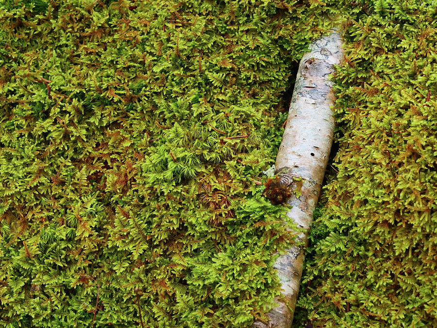 Dead tree branch reclaimed by moss. Photograph by Rob Huntley
