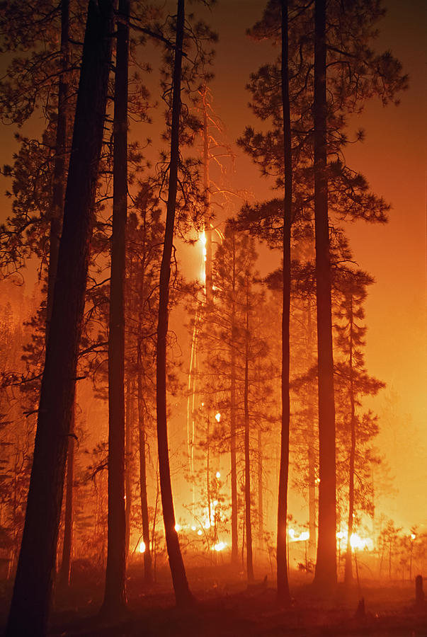 Jemez Mountains Photograph - Dead Tree Burning by David Ponton
