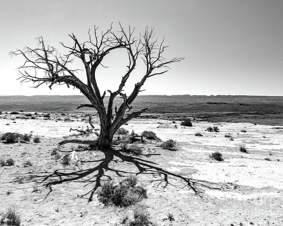 Dead Tree Photograph by Cheryl Del Toro