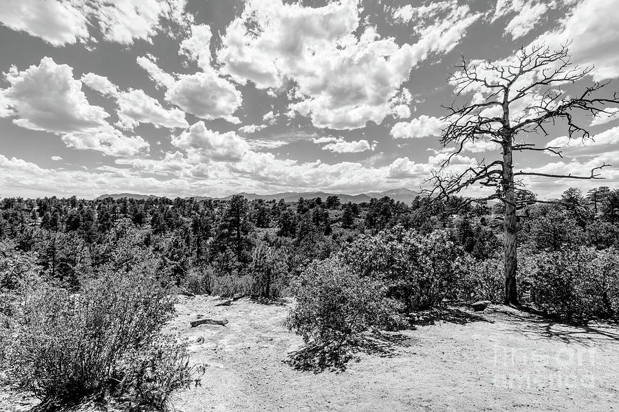 Dead Tree Colorado Mountains Landscape Grayscale Photograph by Jennifer White